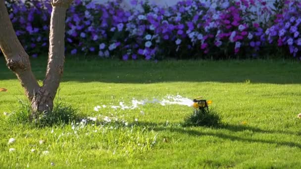Automatický postřikovač trávníků na zahradě se zelenou trávou v pomalém pohybu — Stock video