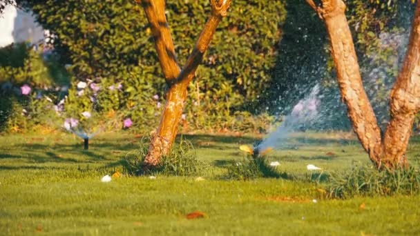 Automatikus Lawn sprinkler a kert zöld fű lassú mozgás — Stock videók