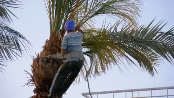 Hombre jardinero en una palmera corta ramas de palma con un hacha — Vídeos de Stock