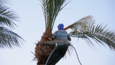 Bir Palmiye Ağacı Üzerinde Man Bahçıvan Bir Balta ile Palm Dalları kapalı Chops