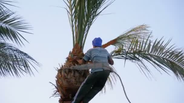 Man trädgårdsmästare på ett palmträd kotletter av Palm grenar med en yxa — Stockvideo