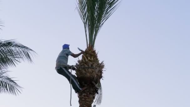 Hombre jardinero en una palmera corta ramas de palma con un hacha — Vídeo de stock