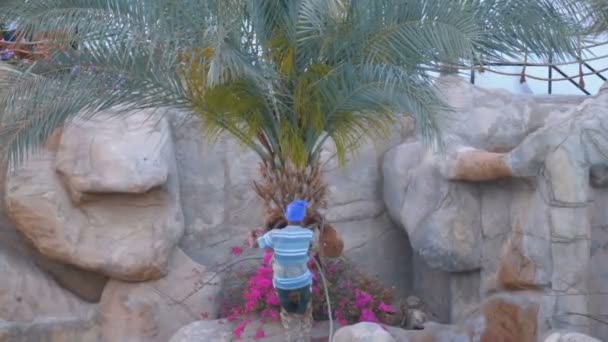 Mand Gartner på en Palm Tree Chops off Palm Filialer med en Ax – Stock-video