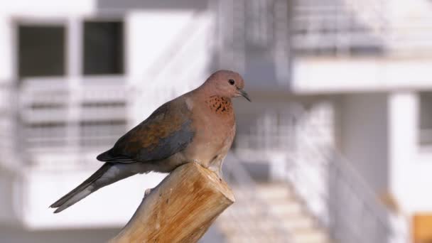 Egyptian pigeon sitting on a branch on the background of the hotel. — Stock Video