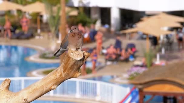 Paloma gris egipcia sentada en una rama en el fondo del hotel con una piscina — Vídeos de Stock