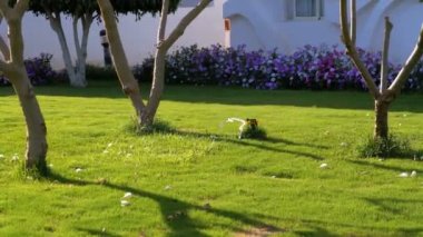 Yeşil Çim ile Bahçede Otomatik Çim Sprinkler