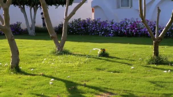 Aspersor de césped automático en el jardín con hierba verde — Vídeos de Stock