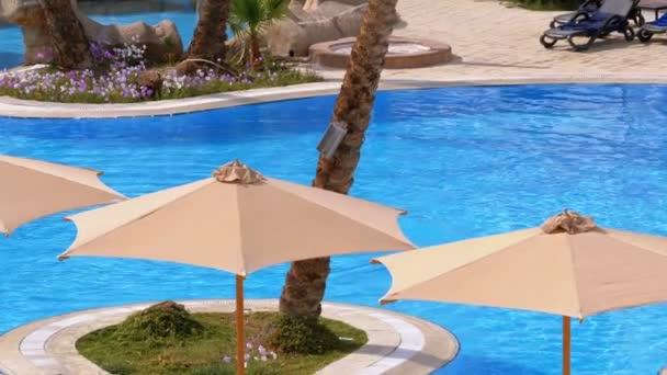 Parapluies au bord de la piscine avec eau bleue à l'hôtel d'Egypte — Video