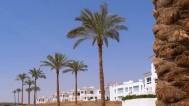 Mısır'da Gökyüzü ve Otel karşı Tropikal Palms. Tropik Bir Ülkede Otel Dış