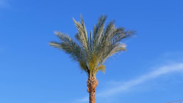 Palme gegen den blauen Himmel — Stockvideo