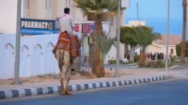 Camel Rider Arabalar, Palmiye Ağaçları ve Kızıldeniz ortasında egzotik bir yolda hareket