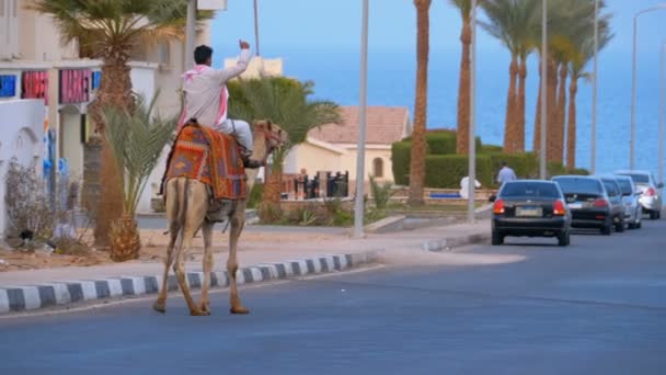 Camel Rider move-se em uma estrada exótica em meio a carros, palmeiras e Mar Vermelho. Movimento lento — Vídeo de Stock