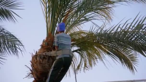 Homem jardineiro em uma palmeira corta ramos de palmeira com um Ax — Vídeo de Stock