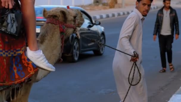 Beduíni s velbloudem v ulicích Egypta leží na chodníku mezi lidmi — Stock video
