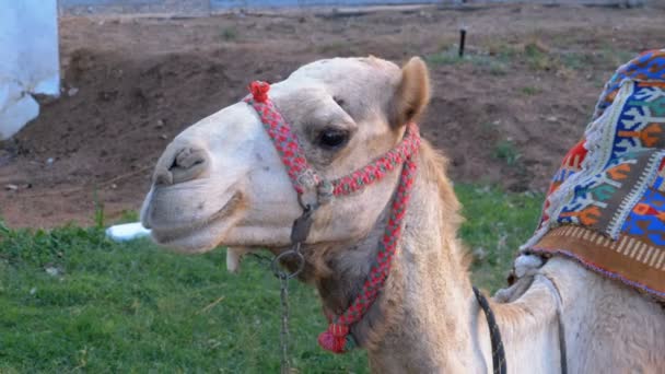 Camel dla jeździectwa turyści siedzi na ulicy — Wideo stockowe