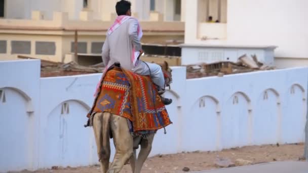 Kamel ryttare flyttar på en exotisk väg i Egypten. — Stockvideo