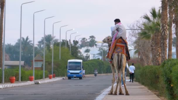 Beduin rida en kamel står på en exotisk väg med palmer i Egypten. — Stockvideo