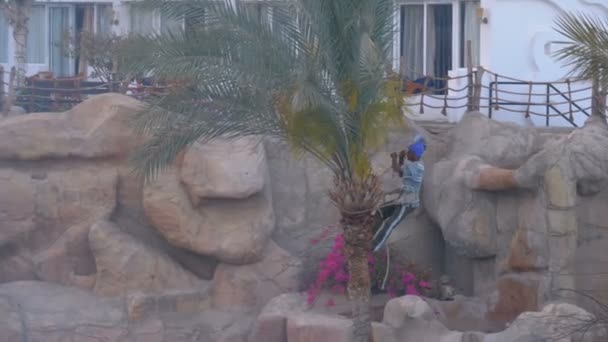 Man Gardener op een Palm Tree kokt Palmtakken met een bijl — Stockvideo