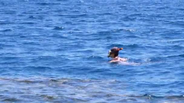 Mercan Resifi yakınlarında Kızıldeniz'de şnorkelle yüzme. Mısır, Şarm El Şeyh — Stok video