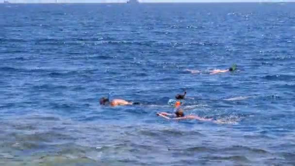 Mergulho de snorkel no Mar Vermelho perto do recife de coral. Egito, Sharm El Sheikh — Vídeo de Stock