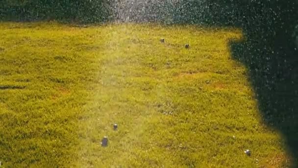 Automatische gazon sprinkler op de tuin met groen gras in slow motion — Stockvideo