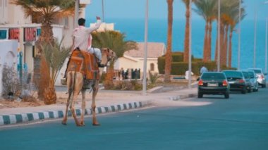Camel Rider Arabalar, Palmiye Ağaçları ve Kızıldeniz arasında egzotik bir yolda hareket eder. Yavaş Çekim