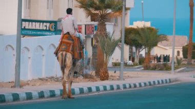 Camel Rider Arabalar, Palmiye Ağaçları ve Kızıldeniz ortasında egzotik bir yolda hareket