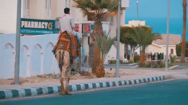 Camel Rider se move em uma estrada exótica em meio a carros, palmeiras e Mar Vermelho — Vídeo de Stock