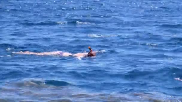 Esnórquel en el Mar Rojo cerca del Arrecife de Coral. Egipto, Sharm El Sheikh — Vídeos de Stock