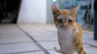 Gece Sokakta Kırmızı Sokak Mısır Kedisi