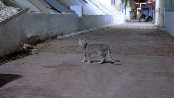 Grijze zwerf kat op een vuile straat 's nachts — Stockvideo