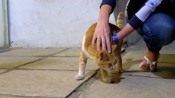 Flicka stroke en hemlös röd egyptisk katt på gatan — Stockvideo