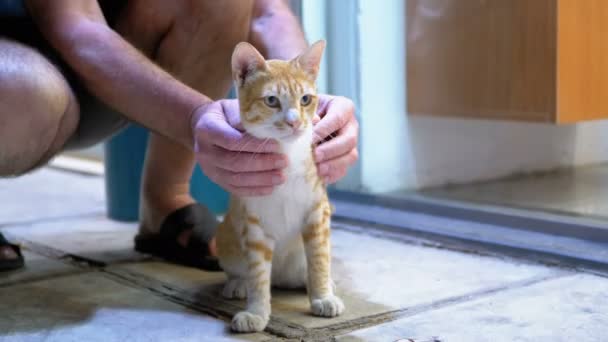 Mann streichelt obdachlose rote ägyptische Katze auf der Straße — Stockvideo