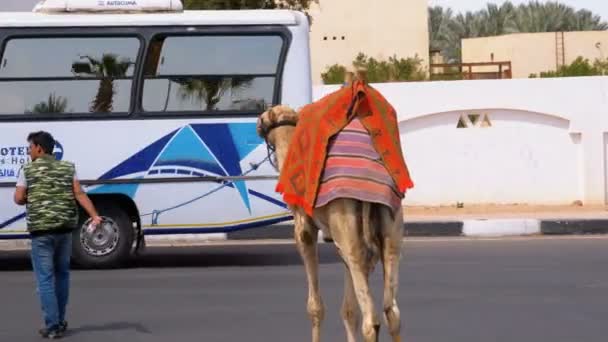 Bedoeïenen met een kameel gaan op de weg in Egypte in de buurt van het Hotel. — Stockvideo