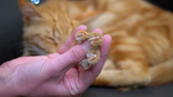 Cats Paw Releases Claws in the Hand of a Girl Playing with a Egyptian Red Cat. Slow Motion — Stock Video