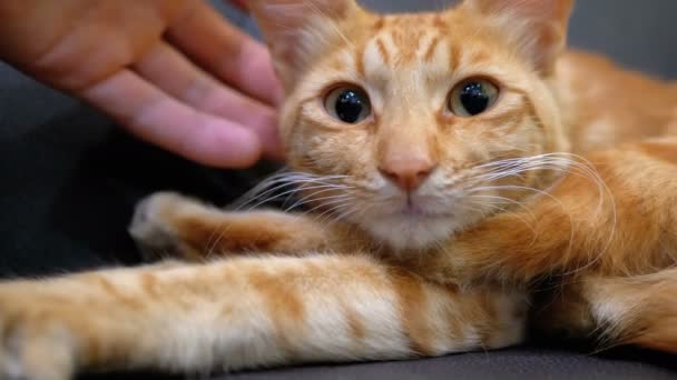 Frau streichelt eine rote ägyptische Katze, die auf dem Stuhl liegt — Stockvideo