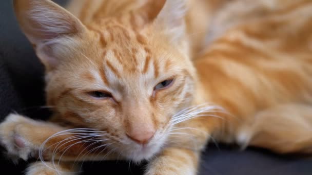 Gato egípcio vermelho deitado na cadeira e olhando direto para a câmera. Movimento lento — Vídeo de Stock