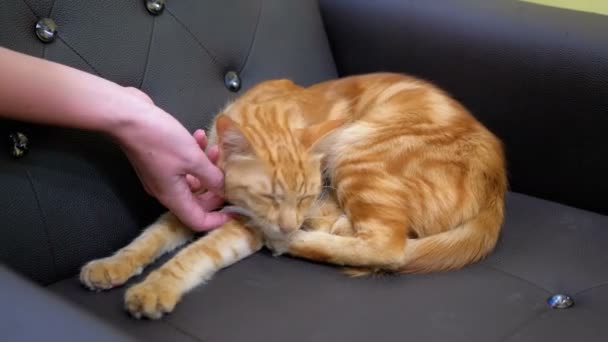 Kvinna strök en röd egyptisk katt som ligger på stolen — Stockvideo
