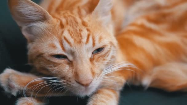 Chat égyptien rouge allongé sur la chaise et regardant droit dans la caméra. Mouvement lent — Video