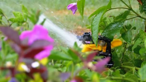 Automatischer Rasensprenger im Garten mit grünem Gras in Zeitlupe — Stockvideo