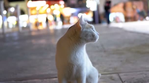 Gray Stray Cat en una calle sucia por la noche — Vídeos de Stock