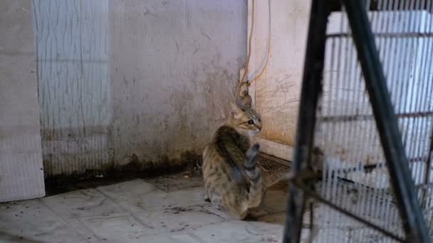 Γκρίζα αδέσποτη γάτα σε ένα βρώμικο δρόμο τη νύχτα — Αρχείο Βίντεο