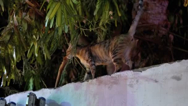 Gray Stray Cat en una calle sucia por la noche — Vídeo de stock