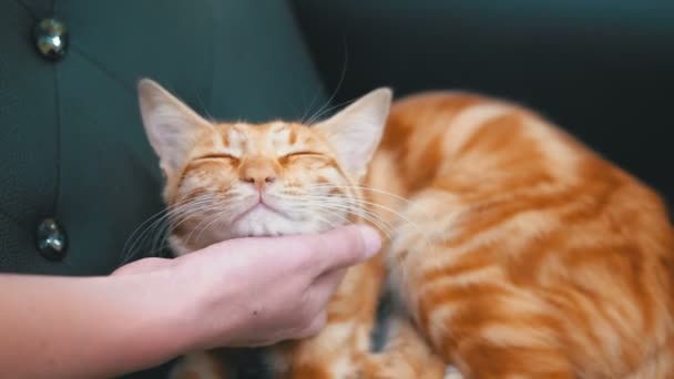 Femme caressant un chat égyptien rouge allongé sur la chaise. Mouvement lent — Video