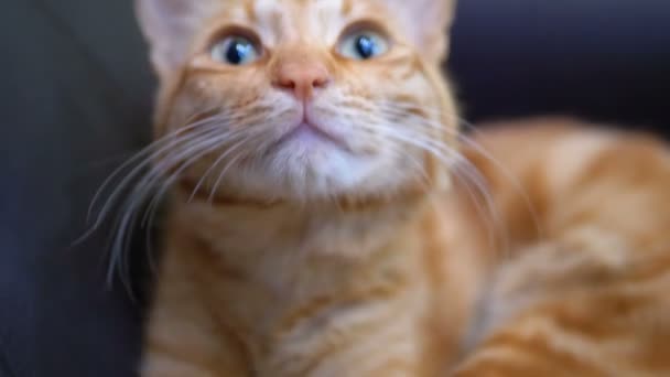 Czerwony egipski kot leżący na krześle. Rudowłosy kot z dużymi oczami. Zwolnionym — Wideo stockowe