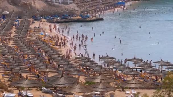 산호초 근처 홍해의 파라솔과 선베드가 있는 럭셔리 호텔의 해변. 이집트 — 비디오