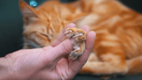 Mujer acariciando un rojo egipcio gato acostado en la silla — Vídeos de Stock