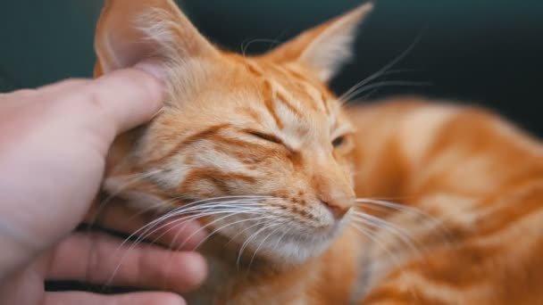 Mujer acariciando un gato egipcio rojo acostado en la silla. Moción lenta — Vídeos de Stock