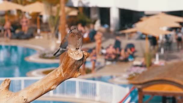Paloma gris egipcia sentada en una rama en el fondo del hotel con una piscina — Vídeo de stock