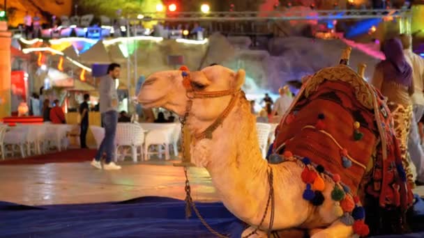 A Camel a Riding turisták ül éjjel a régi piac utcában. Egyiptom — Stock videók